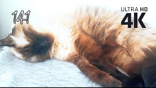 Cute and funny cats | Episode 141