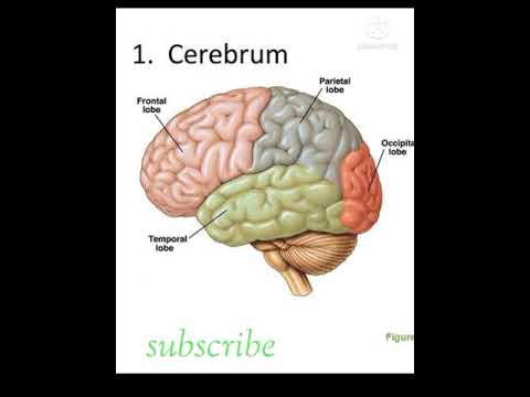 cerebrum|human brain|kerala PSC|SCIENCE|BIOLOGY - YouTube