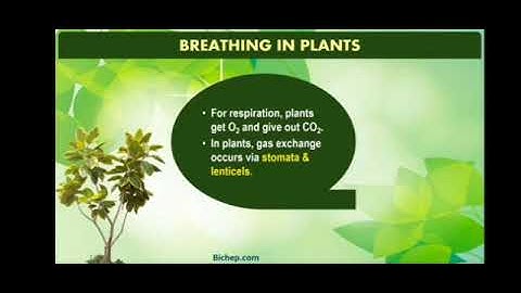 MLZS JHANSI CLASS 11 Biology Chapter 8 Lecture 1