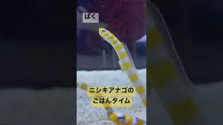 ニシキアナゴの ごはんタイム【すみだ水族館】チンアナゴじゃないよ！ #Shorts