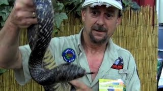 Bob from the lb reptile experience shows off this beautiful texas
indigo snake that he uses in his educational programs. to learn more
visit http://www.repti...