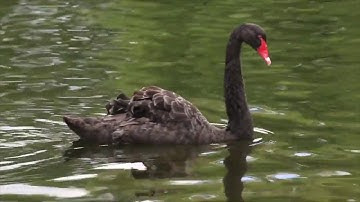 Wildlife Documentary: Mute Swan -- with subtitles
