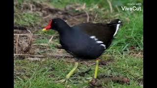 صوت دجاج الماء ((العبد)) The sound of the water chicken (the slav الاشتراك بالقناة ليصلك كل جديد