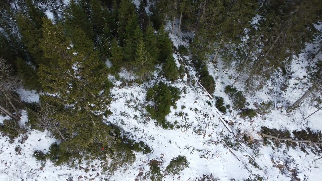 NR 3. Fällning av över grova granar den 20 Februari 2026 i Kariabacken i Fagerhult.