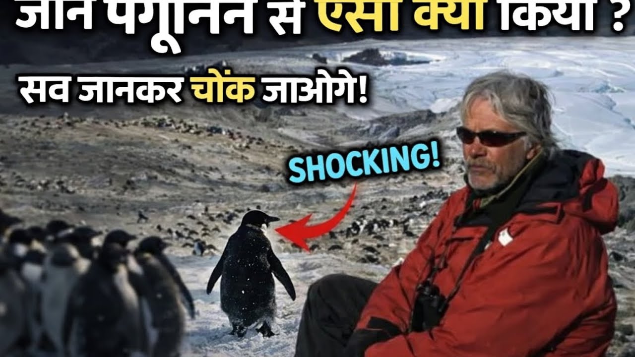 penguin walking to mountains | penguin mountain | penguin mountain documentary | viral penguin 