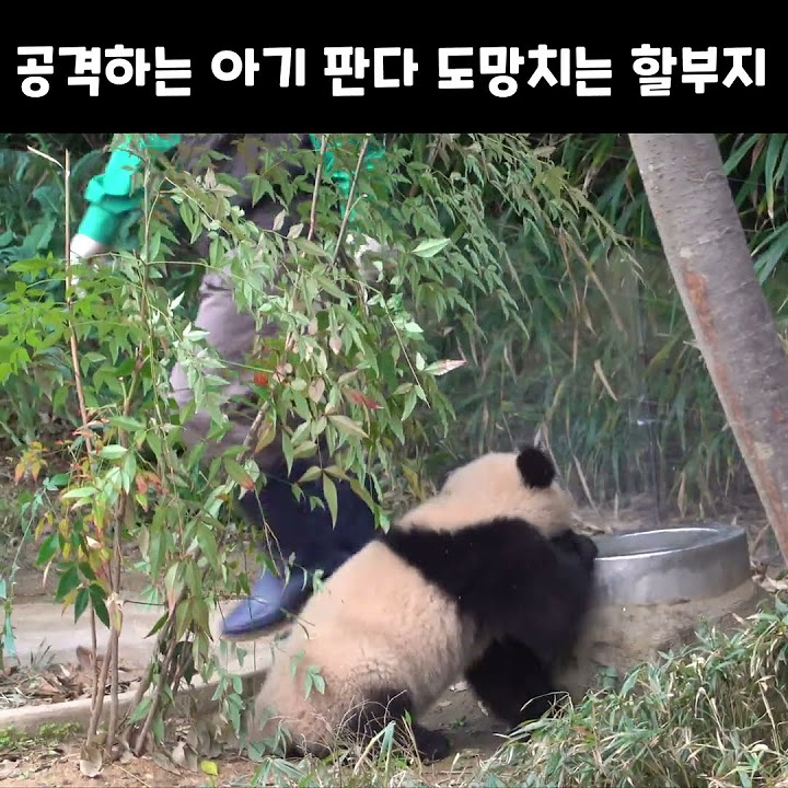 늑대소녀보아 - YouTube 늑대소녀보아 - Youtube