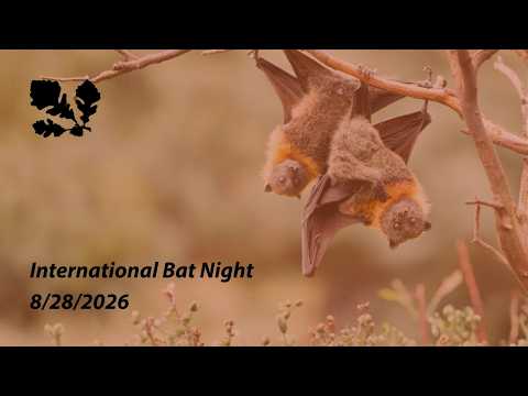 International Bat Night: Meet the Bats of The Dawes Arboretum 🦇