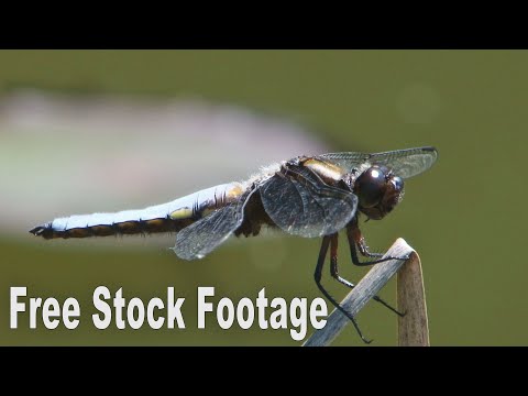 LIBELLE | Free Stock Footage | Kostenlose Videos | 18 |