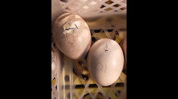 ลูกไก่แจ้ เพิ่งแตกออกมาเป็นคู่พร้อมกัน