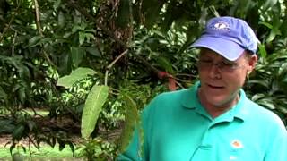 'Edward' mango description