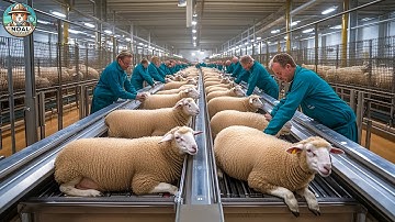 How Sheep Meat is Processed | Incredible Modern Sheep Farming And Processing Technology