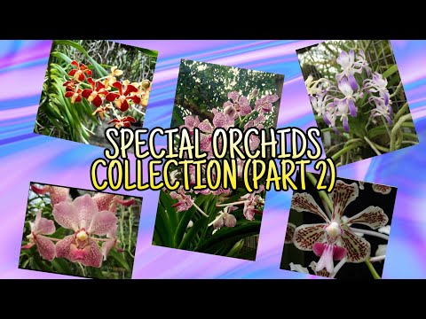 Video: Bijzondere Orchideeën (deel 2)
