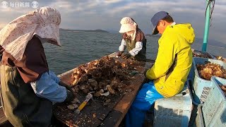 冬の味覚「豊前海一粒かき」　水揚げ本格化　福岡・行橋沖