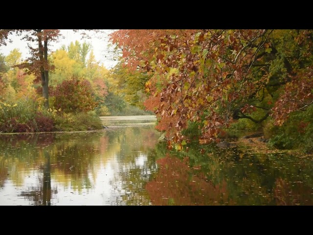 가을을 즐기면서 마음의 평화를 얻으세요. Enjoy fall and gain peace of mind class=