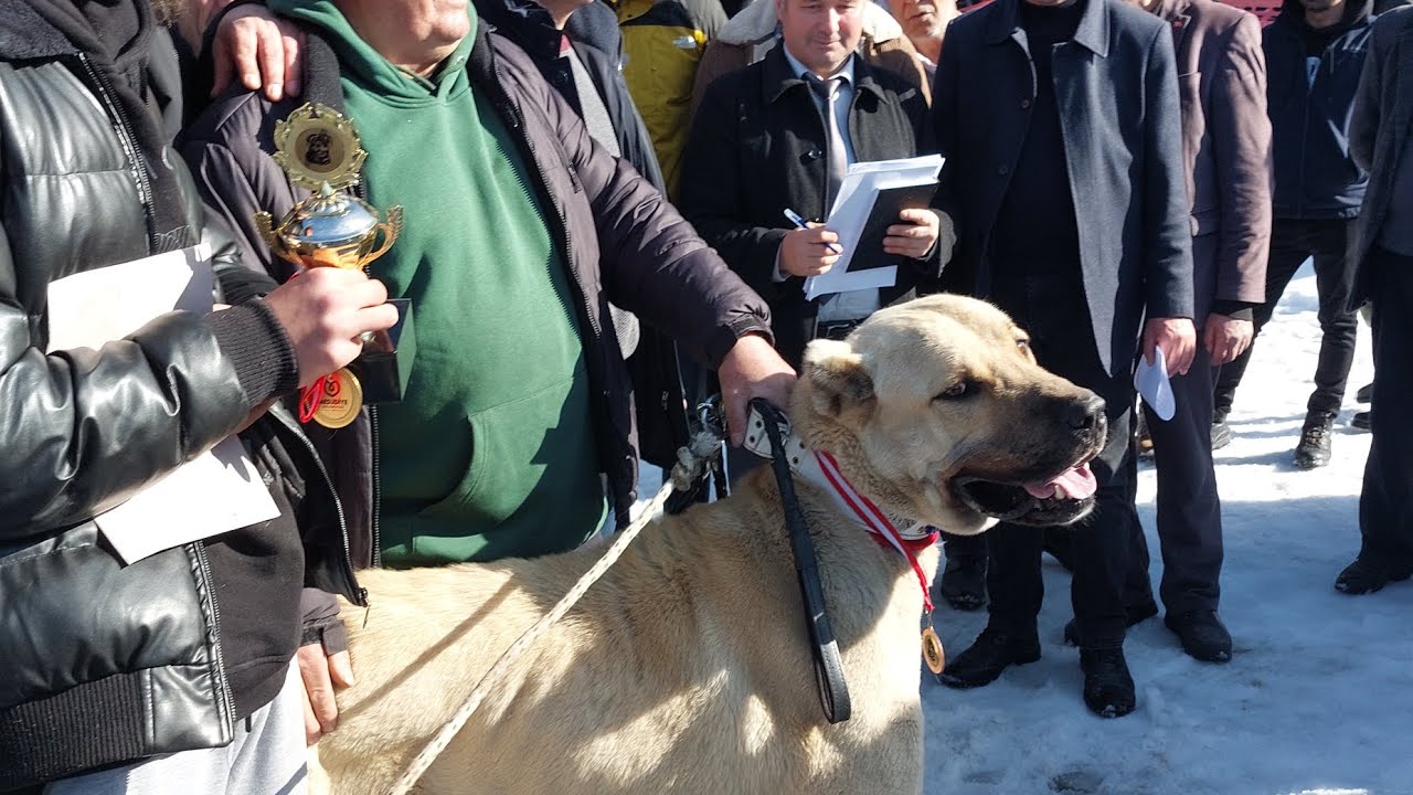 Ordu Mesudiye keyfalan Anadolu çoban köpeği yarışması