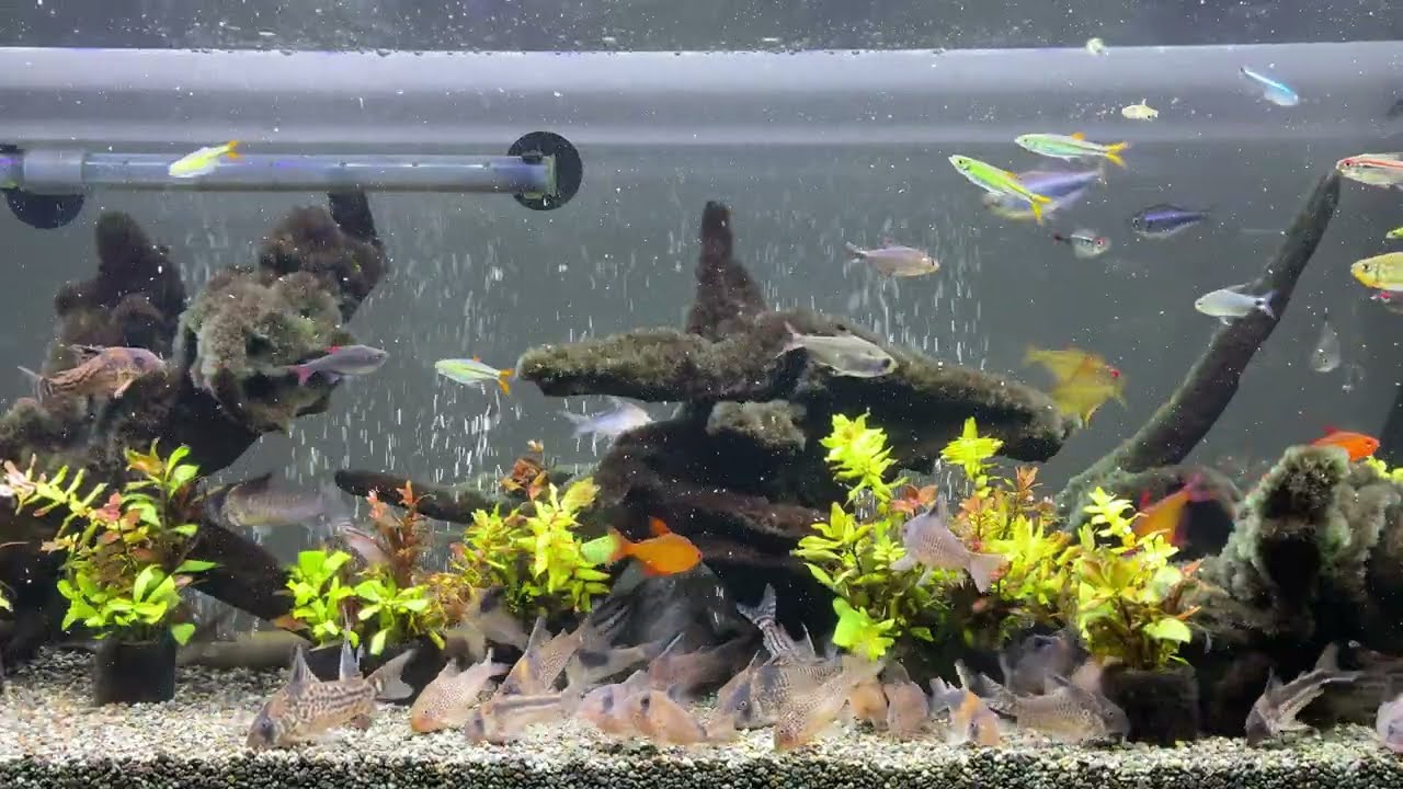 Relaxing Aquarium 1700 / 熱帯魚50種混泳水槽 アクアリウム ディナー 
