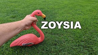 Living With Zoysia Grass