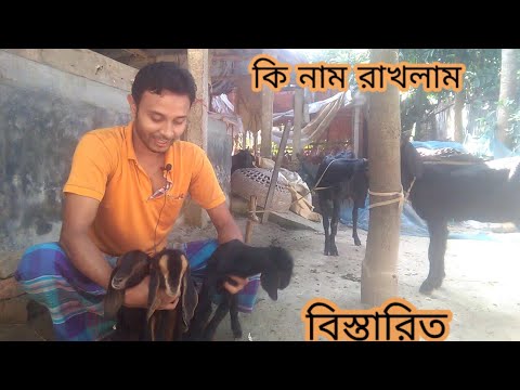 ভিডিও: ভঙ্গি 