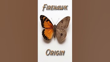Origin // Firehawk