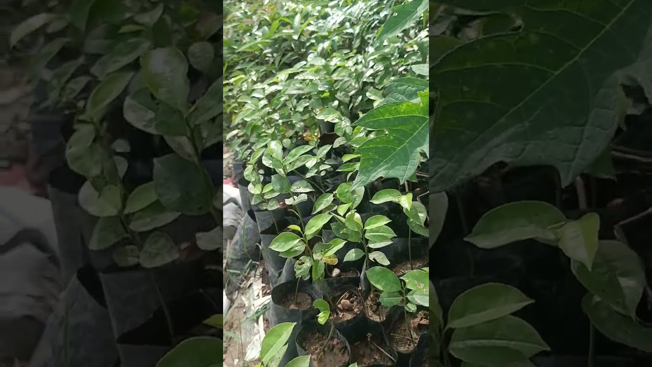 Best Soursop Seedling