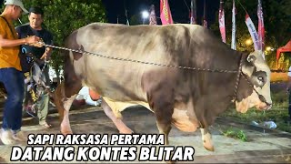 GIANT COW ARRIVES EARLY AT THE BLITAR REGENT CUP CATTLE CONTEST