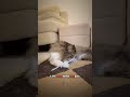Things that ruined my cat's entire day... 😤💀