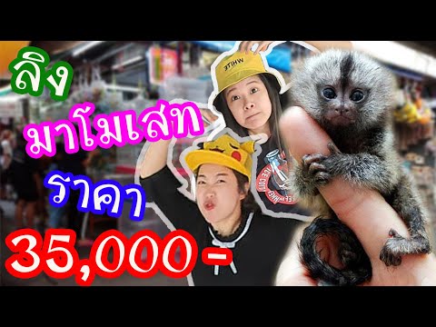ลิงมาโมเสท (Marmoset) ราคา 35,000฿ ร้านทราย สนามหลวง2 จ้าา EP.140