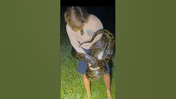 I yoinked a huge python! #snake#python#animals#florida#wildlife#crazy#professional#education#shorts