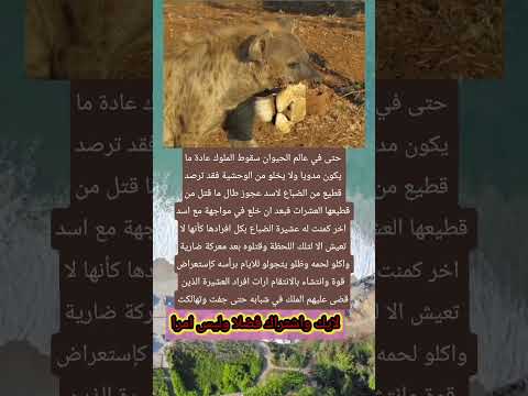 حتى في عالم الحيوان سقوط الملوك عادة ما يكون اكسبلور معلومات اقنباسات  تيك توك تحشي لايك