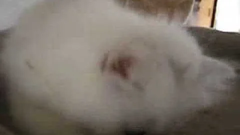 Video 780521: british longhair kitten, brown tabby maine coon, british longhair black