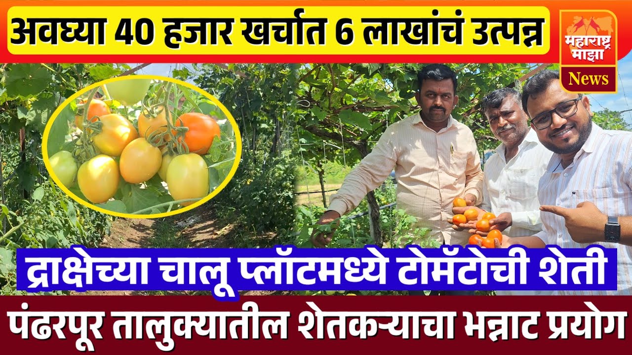 ♦️द्राक्षेच्या चालू प्लॉटमध्ये टोमॅटोची शेती ! अवघ्या 40 हजार खर्चात 6 लाखांचं उत्पन्न..