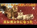 【猫屋敷】特にペルシャはエンジ色に合う（気がする）