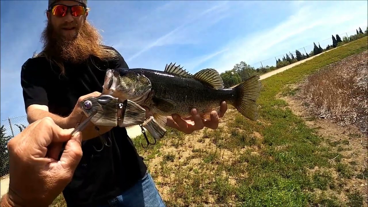 Mid spawn bass fishing
