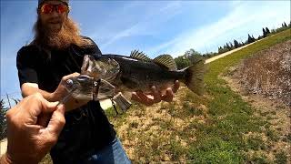 Mid spawn bass fishing