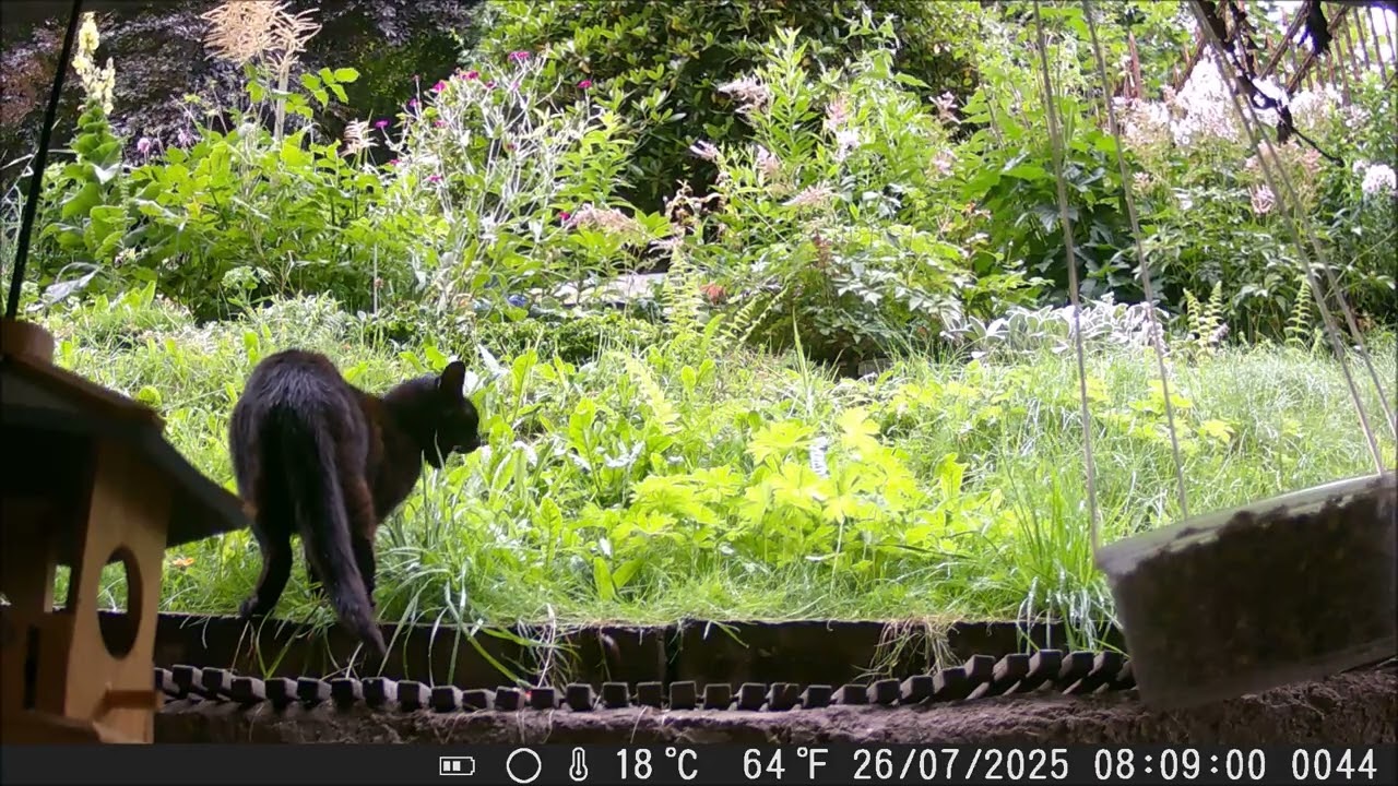 Tagsüber im Garten Juli'25 8