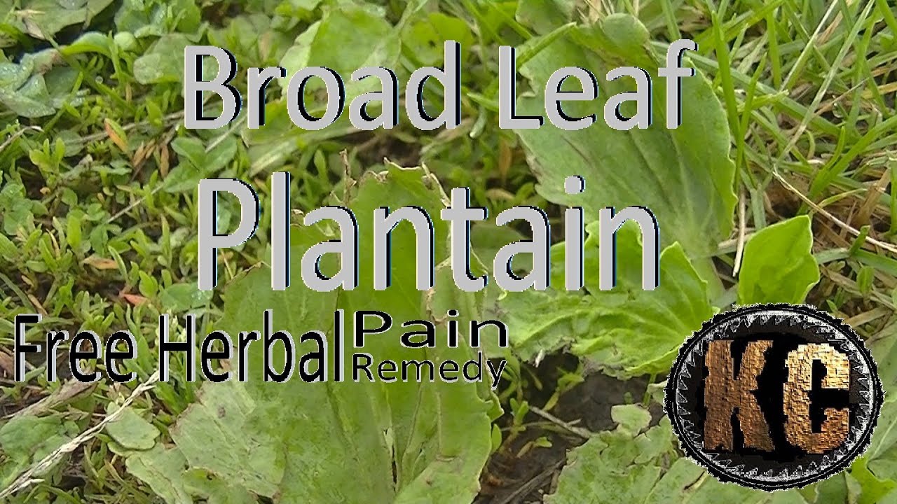 Free Herbal Pain Remedy & more! (Broad Leaf Plantain) YouTube