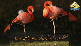 CapitalTV; Science Finally Discovered Why Flamingos Stand on 1 Leg