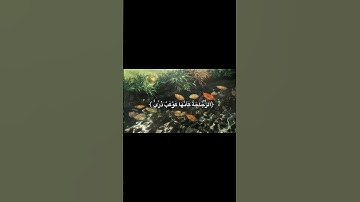 سورة النور: الأيه 35 || ﴿ ۞ اللَّهُ نُورُ السَّمَاوَاتِ وَالْأَرْضِ ۚ ..