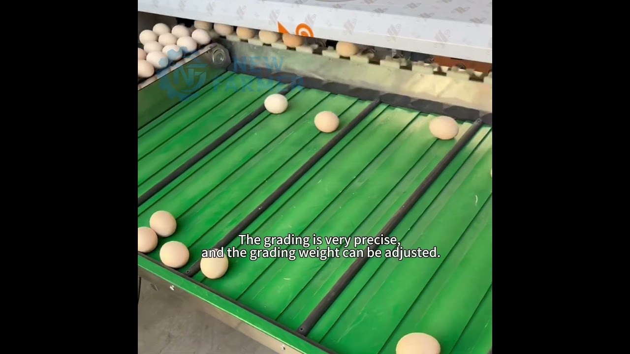 Egg Grading Machine