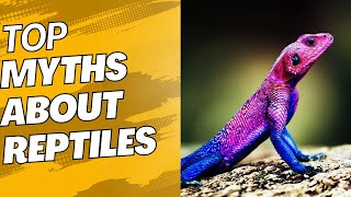 TOP MYTHS ABOUT REPTILES!