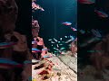 POV RASANYA DIVING KE DALAM HARDSCAPE