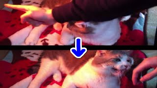 【わいわい】愛猫にビキビキビッキーを繰り出すわいわいさん【愛猫ミュー】