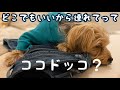 【浦田ココ】どこでもいいから連れてって　TOKYO編 船にも乗るぜよ　　　＃DOG＃ワンコ＃CT125＃ツーリング＃浦田ペン