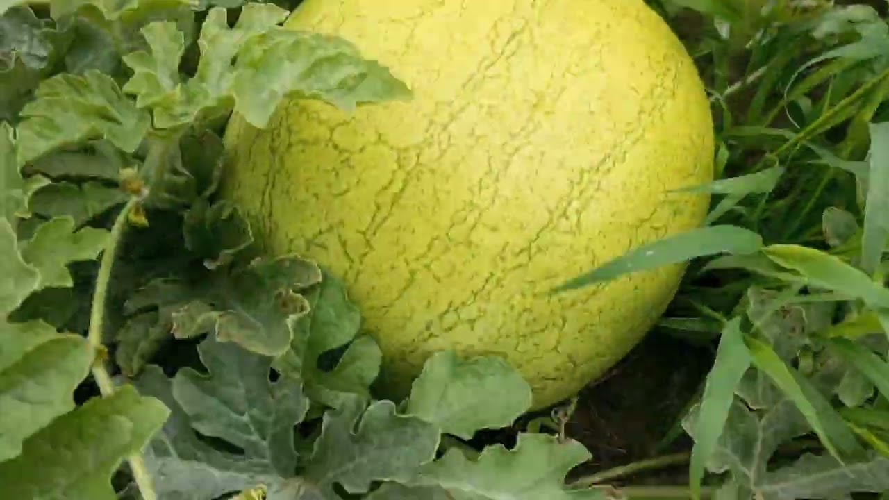 🍈🍉 Диня на Рівненщині. Обробка по листові. Огляд Кавуна та дині. Відповідь на коментар.