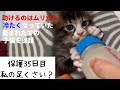 冷たくなっていた子猫の保護、35日目