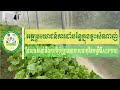 អត្ថប្រយោជន៍ការដាំបន្លែក្នុងផ្ទះសំណាញ់​ Benefits of growing vegetables indoors