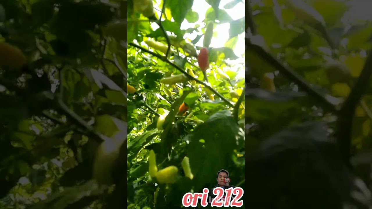 Ori 212 | cabe ori 212 | cabe rawit ori 212 