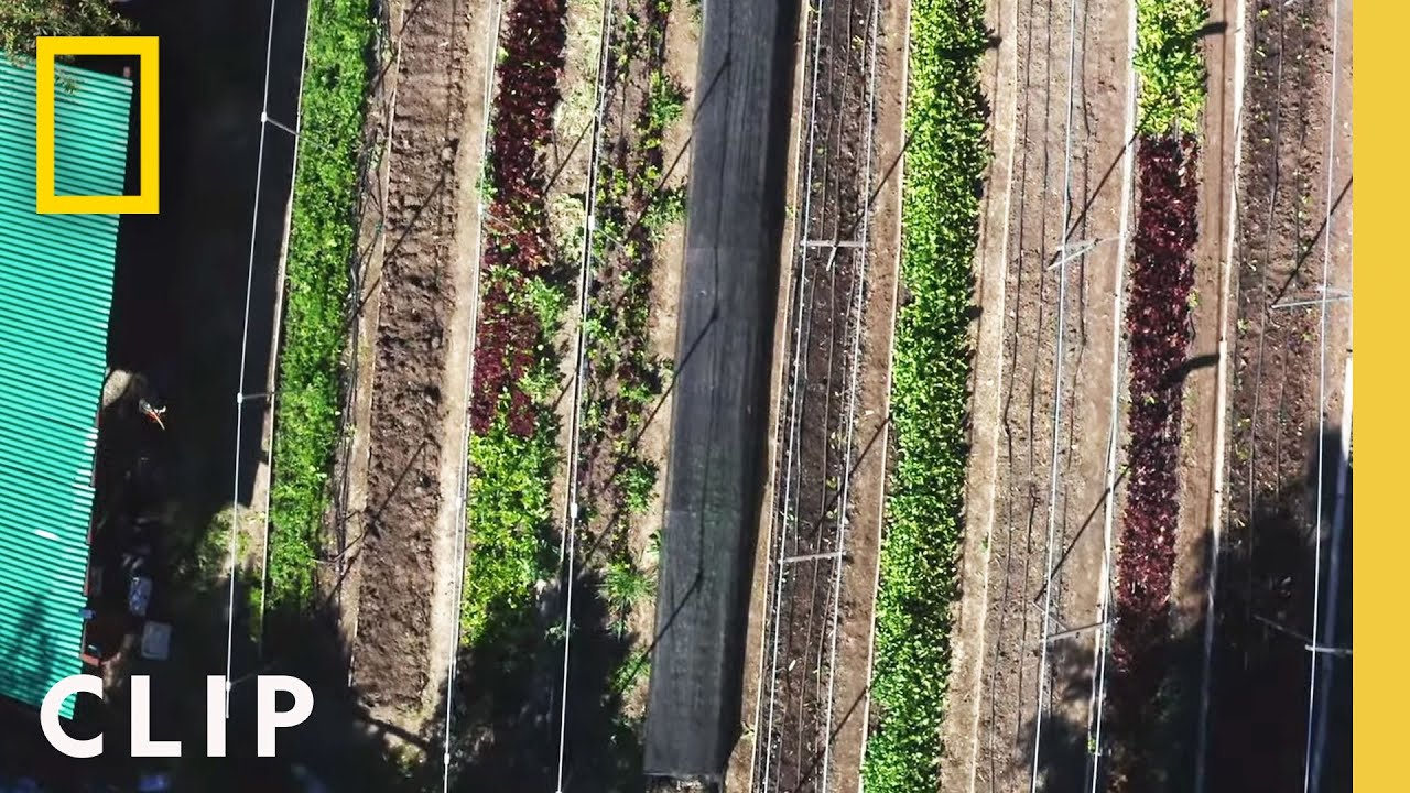 Touring a unique terraced backyard farm | Farm Dreams