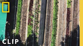 Touring a unique terraced backyard farm | Farm Dreams