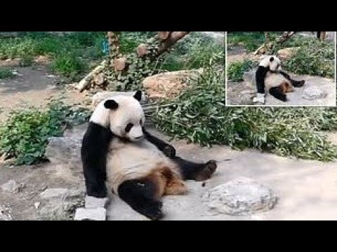 Chinese tourist throws rock at giant panda at Beijing Zoo